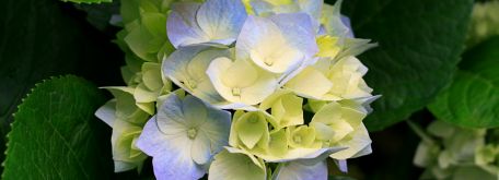 Slavnosti - Hydrangeas