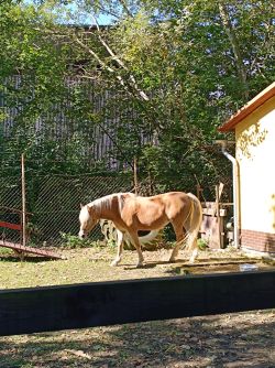 Hipoterapia v dolnom lieskove 2 - Whatsapp image 2024-09-11 at 10.31.03