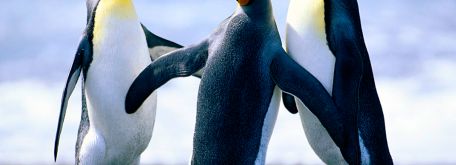 Fašiangy v púchove - Penguins