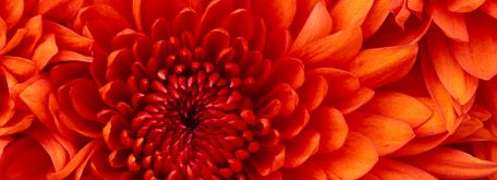 Slavnosti - Chrysanthemum